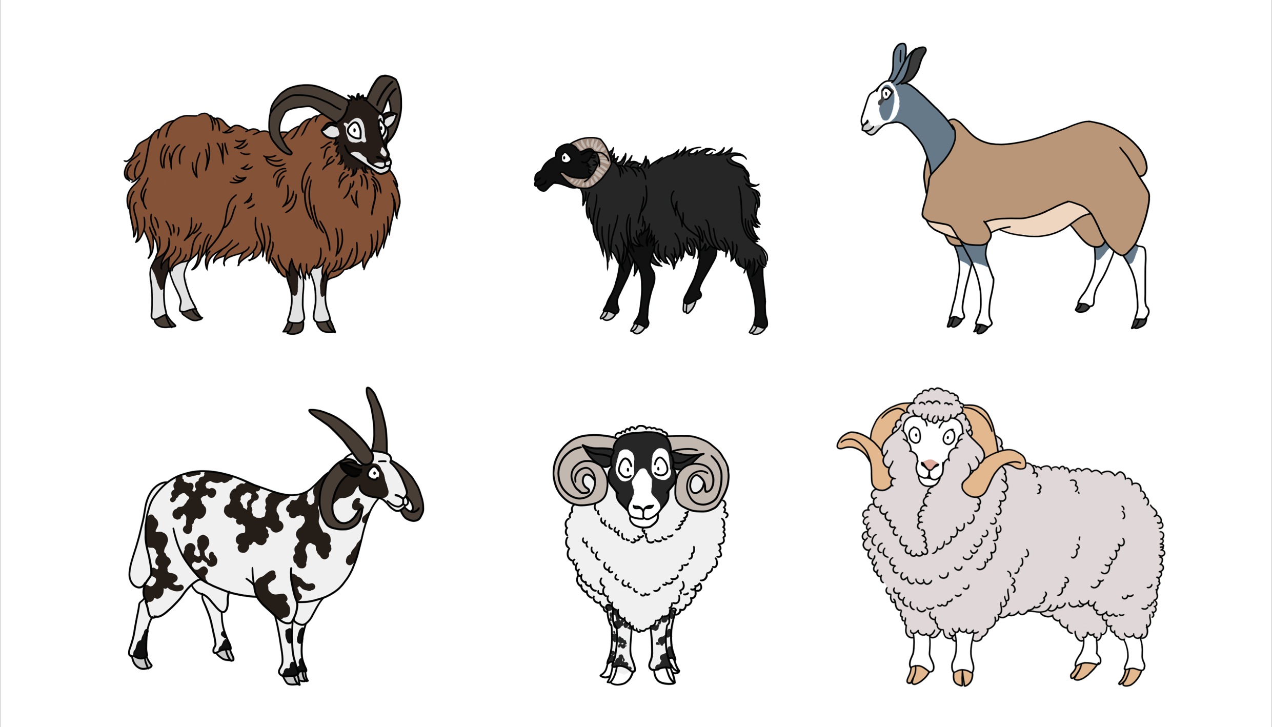 Schaplakat Schafarten Soayschaf, Quessantschaf, Bluefaced Leicester-Schaf, Jakobsschaf, Scottish Blackface, Merinoschaf