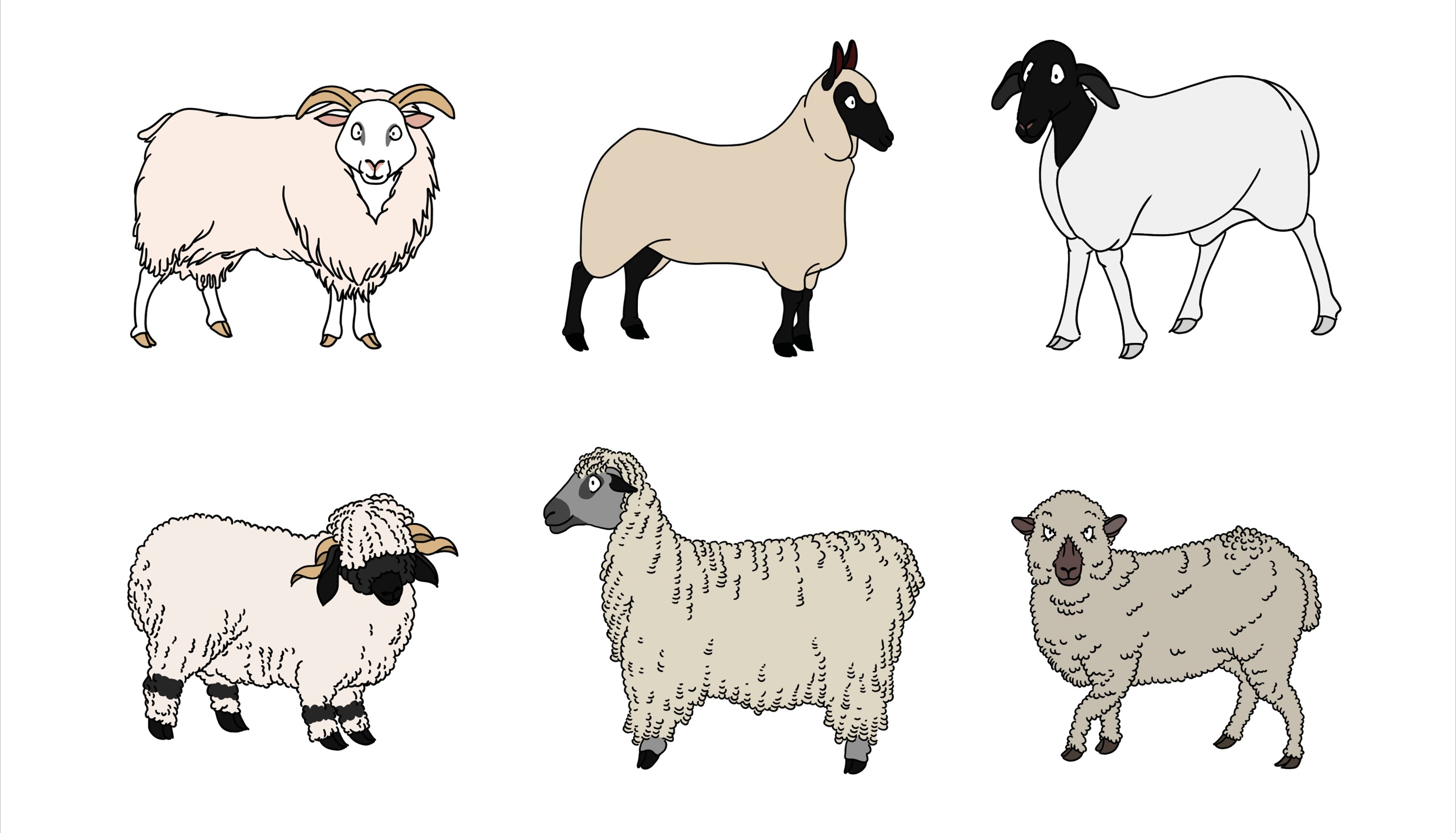 Schaplakat Schafarten Islandschaf, Clan Forest-Schaf, Rhönschaf, Walliser Schwarznasenschaf, Teeswater-Schaf, Shropshire-Schaf